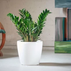 My City Plants ZZ Plant Classico - White