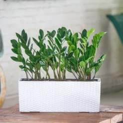 My City Plants ZZ Plant Balconera Cottage - White