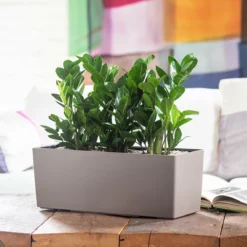 My City Plants ZZ Plant Balconera - Nutmeg Medium/Small Plants 1' - 2'