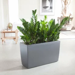 My City Plants ZZ Plant Cararo Large Plants 3' - 5'