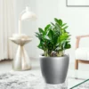 My City Plants Medium/Small Plants 1' - 2' ZZ Plant Classico Mini Charcoal Metallic