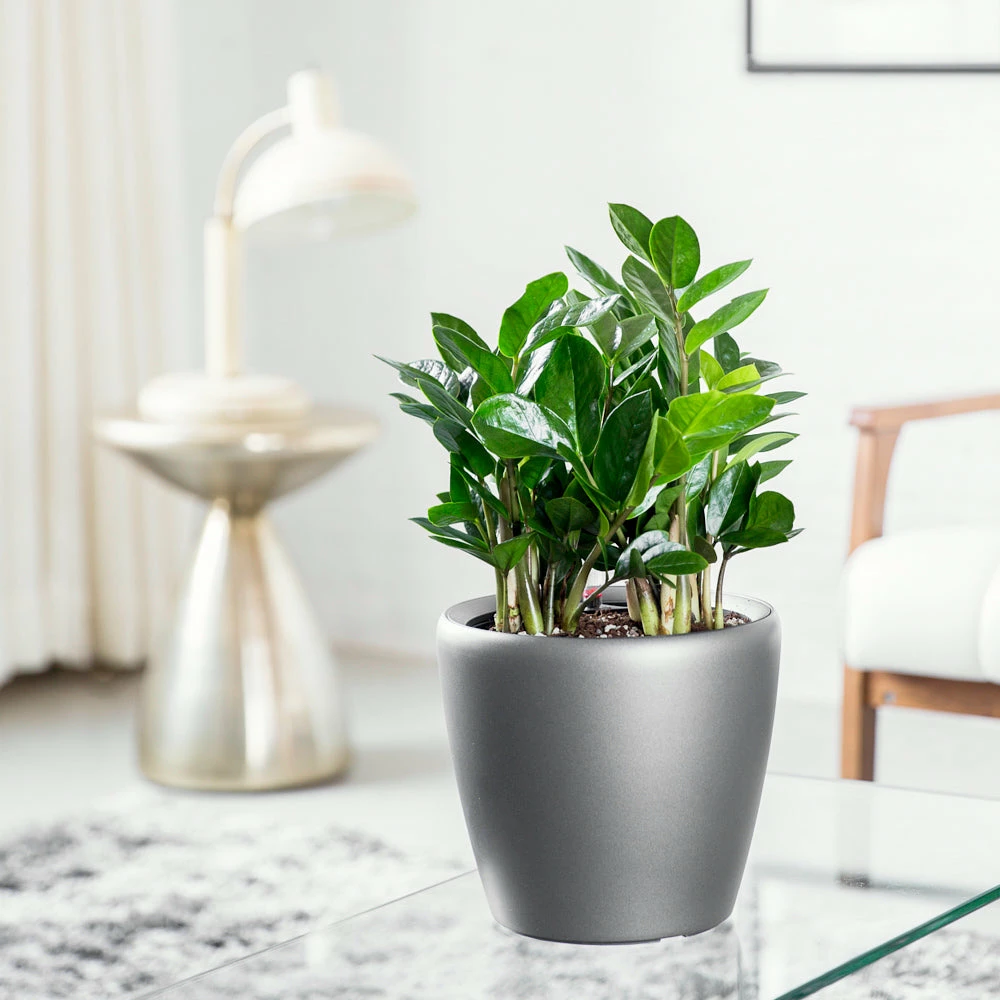 My City Plants Medium/Small Plants 1' - 2' ZZ Plant Classico Mini Charcoal Metallic 3 My City Plants Medium/Small Plants 1' - 2' ZZ Plant Classico Mini Charcoal Metallic