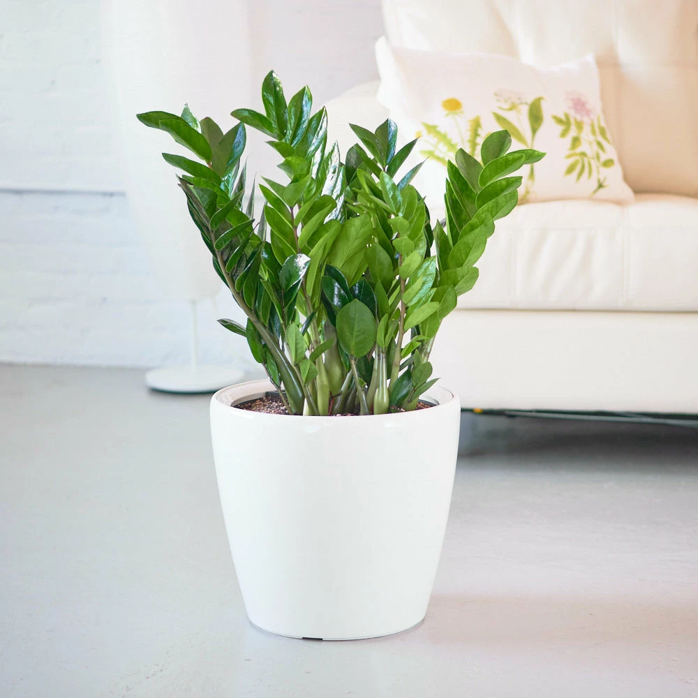 My City Plants ZZ Plant Classico - White 4 My City Plants ZZ Plant Classico - White