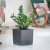 My City Plants ZZ Plant Cube Cottage - Granite