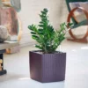 My City Plants ZZ Plant Cube Cottage - Mocha