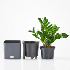 My City Plants ZZ Plant Cube 16 - Slate