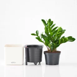 My City Plants ZZ Plant Cube 16 - White Low Light Plants