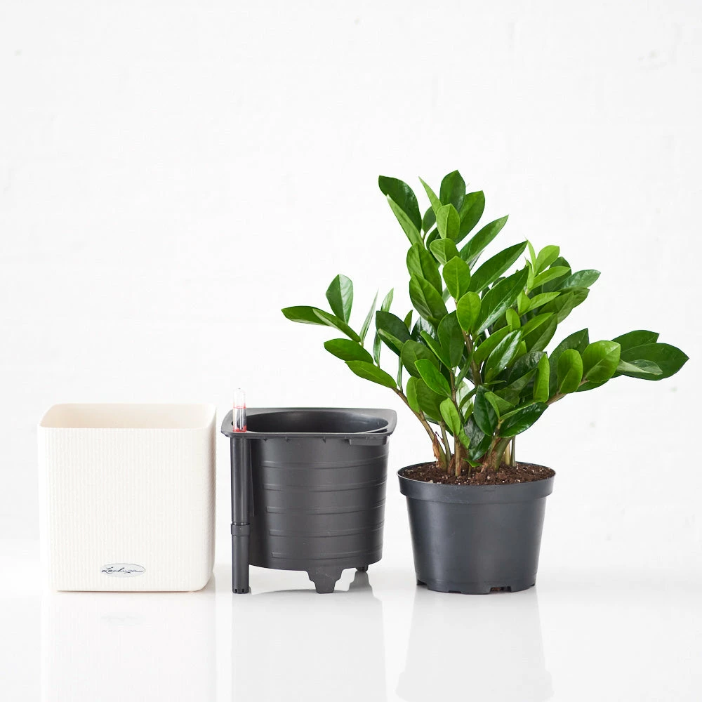 My City Plants ZZ Plant Cube 16 - White Low Light Plants 4 My City Plants ZZ Plant Cube 16 - White Low Light Plants