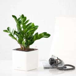 My City Plants ZZ Plant Cube 16 - White Low Light Plants