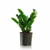 My City Plants Large Plants 3' - 5' ZZ Plant In 10" Nursery Pot