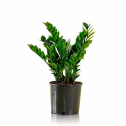 My City Plants Large Plants 3' - 5' ZZ Plant In 10" Nursery Pot