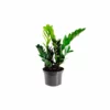 My City Plants ZZ Plant In 6" Nursery Pot 2 My City Plants ZZ Plant In 6" Nursery Pot