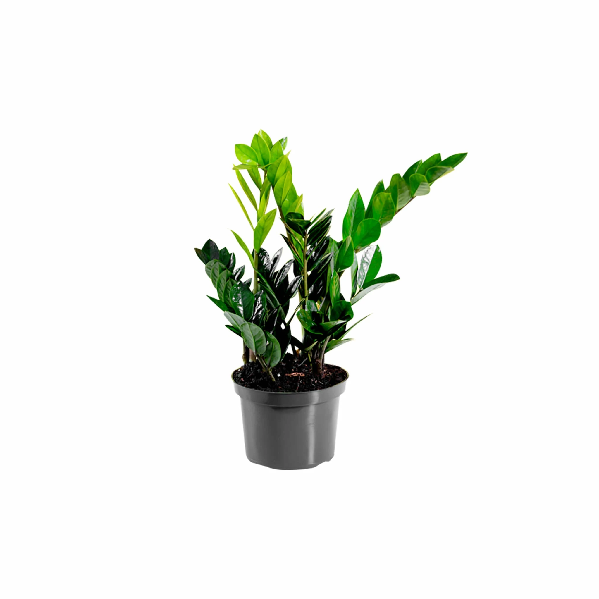 My City Plants ZZ Plant In 6" Nursery Pot 3 My City Plants ZZ Plant In 6" Nursery Pot