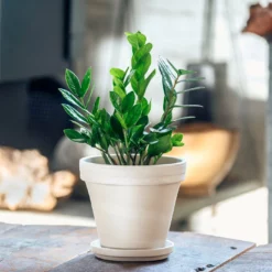 My City Plants Medium/Small Plants 1' - 2' ZZ Plant In 8" Clay Pot