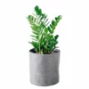 My City Plants Low Light Plants ZZ Plant Trendcover 32 - Dark Gray