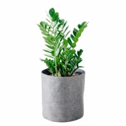 My City Plants Low Light Plants ZZ Plant Trendcover 32 - Dark Gray