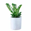 My City Plants Low Light Plants ZZ Plant Trendcover 32 - Light Gray 2 My City Plants Low Light Plants ZZ Plant Trendcover 32 - Light Gray