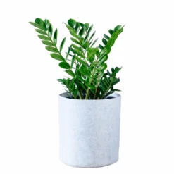 My City Plants Low Light Plants ZZ Plant Trendcover 32 - Light Gray