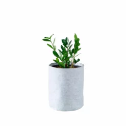 My City Plants ZZ Plant Trendcover 23 - Light Gray