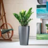 My City Plants ZZ Plant Rondo Charcoal Metallic 1 My City Plants ZZ Plant Rondo Charcoal Metallic