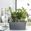 My City Plants ZZ Plant Windowsill Charcoal Metallic