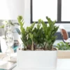 My City Plants ZZ Plant Windowsill White Medium/Small Plants 1' - 2'