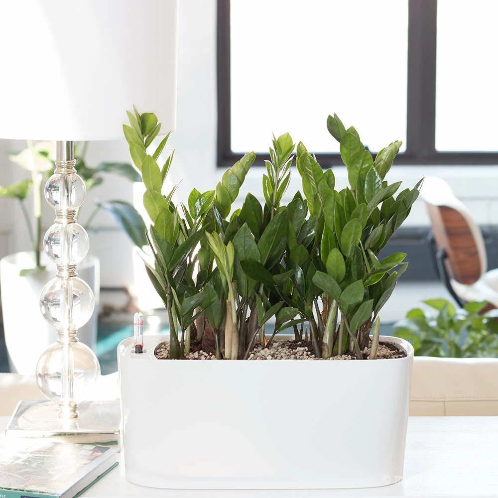 My City Plants ZZ Plant Windowsill White Medium/Small Plants 1' - 2' 3 My City Plants ZZ Plant Windowsill White Medium/Small Plants 1' - 2'