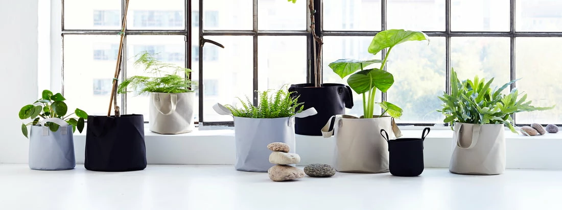 My City Plants Sales Store 9 My City Plants Sales Store -My City Plants Sales Store 4533